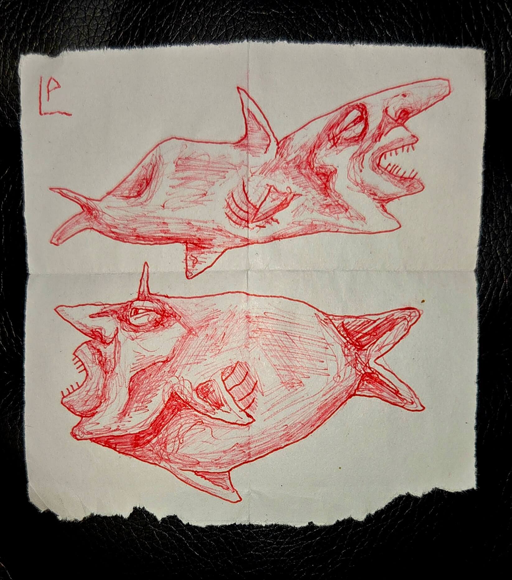 shark chuds